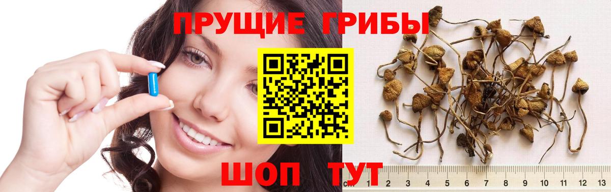 купить наркотик  Вход с VPN  Псилоцибиновые грибы Cubensis  Родники  Псилоцибиновые грибы Cubensis 